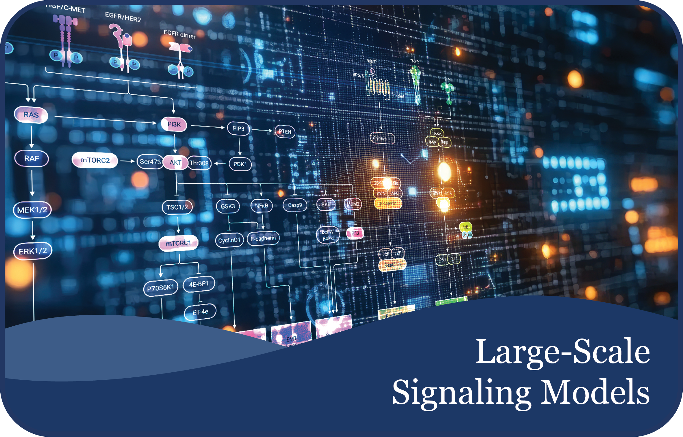 Large-scale Signalling Models