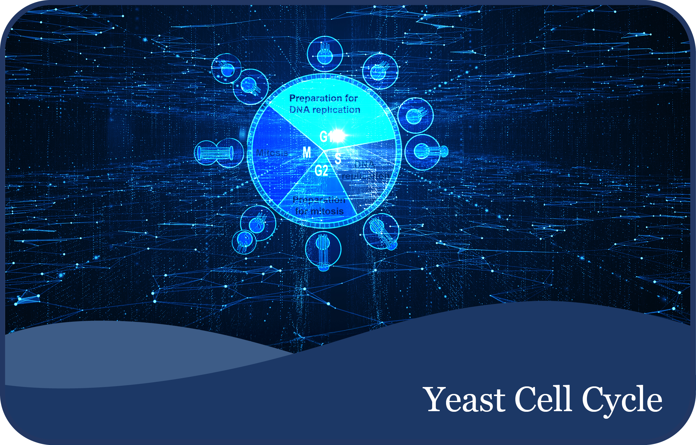 Yeast Cell Cycle