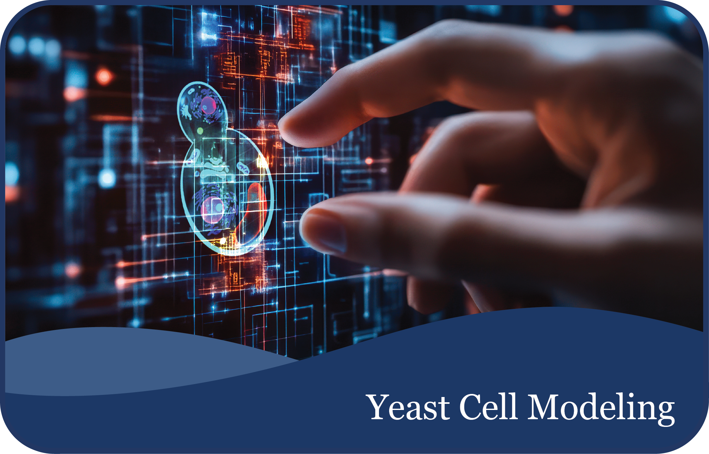 Yeast Cell Modeling